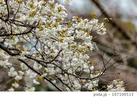 出会いと別れを彩る日本の花　サクラ 107100513