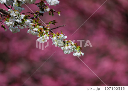 出会いと別れを彩る日本の花　サクラ 107100516