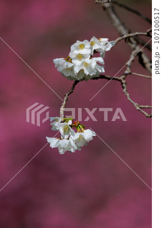 出会いと別れを彩る日本の花　サクラ 107100517