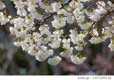 出会いと別れを彩る日本の花　サクラ 107100518