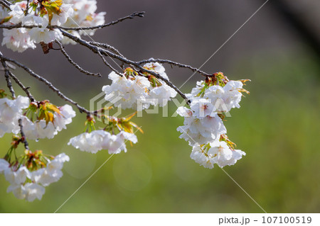 出会いと別れを彩る日本の花　サクラ 107100519