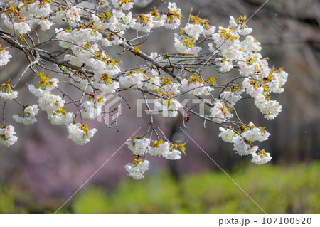出会いと別れを彩る日本の花　サクラ 107100520