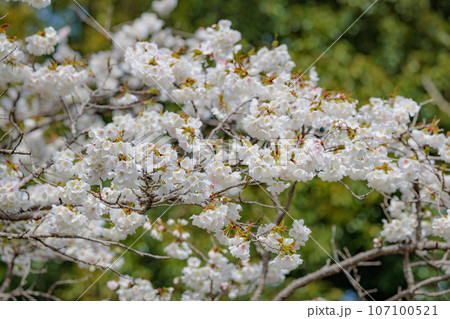 出会いと別れを彩る日本の花　サクラ 107100521