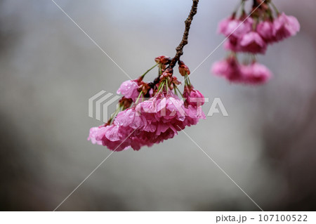 出会いと別れを彩る日本の花　サクラ 107100522