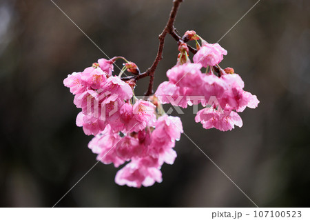 出会いと別れを彩る日本の花 サクラ 出会いと別れを彩る日本の花 サクラ 107100523