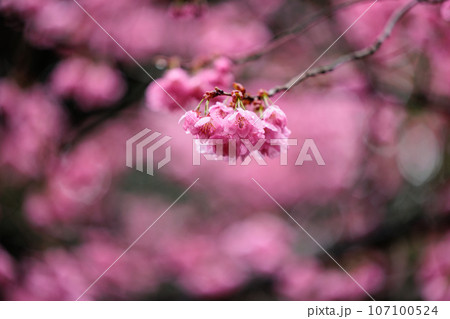 出会いと別れを彩る日本の花　サクラ 107100524