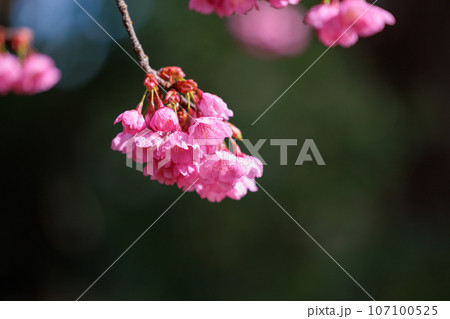 出会いと別れを彩る日本の花 サクラ 出会いと別れを彩る日本の花 サクラ 107100525