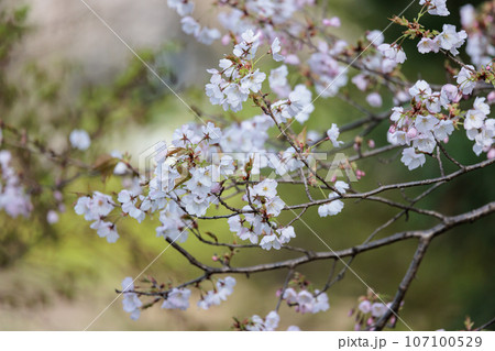 出会いと別れを彩る日本の花　サクラ 107100529