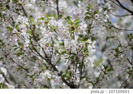 出会いと別れを彩る日本の花　サクラ 107100601