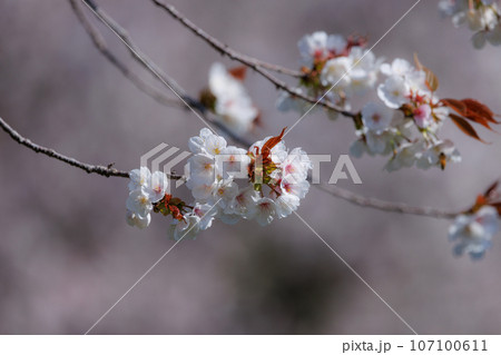 出会いと別れを彩る日本の花 サクラ 出会いと別れを彩る日本の花 サクラ 107100611