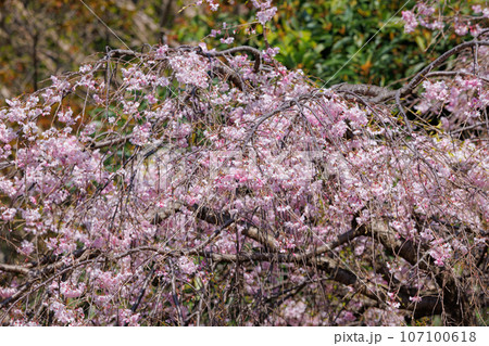 出会いと別れを彩る日本の花　サクラ 107100618