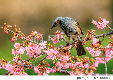 春のサクラと花びらが好物のヒヨドリ 春のサクラと花びらが好物のヒヨドリ 107100661