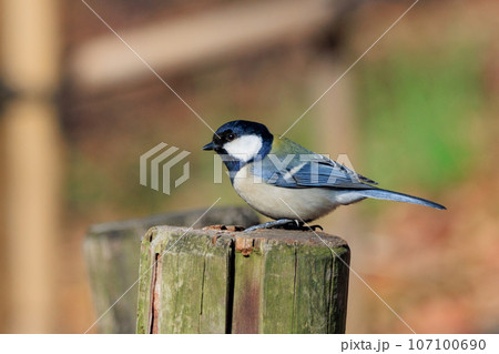 胸のネクタイが可愛らしい身近な野鳥 シジュウカラ 胸のネクタイが可愛らしい身近な野鳥 シジュウカラ 107100690