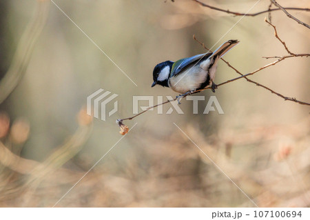 胸のネクタイが可愛らしい身近な野鳥 シジュウカラ 胸のネクタイが可愛らしい身近な野鳥 シジュウカラ 107100694