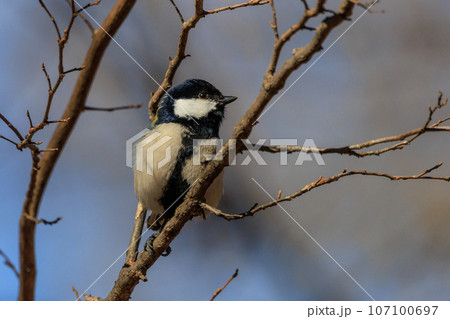 胸のネクタイが可愛らしい身近な野鳥 シジュウカラ 107100697