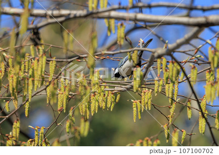 胸のネクタイが可愛らしい身近な野鳥 シジュウカラ 107100702