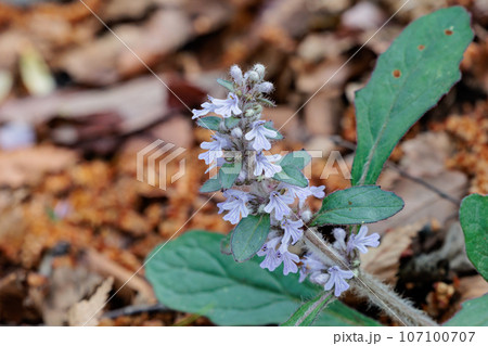 春に内陸の丘陵地や乾いた明るい林内で白や薄紫の小花を重ねて咲かせるジュウニヒトエ 107100707