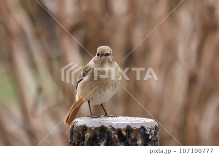 愛らしい仕草の冬鳥 ジョウビタキの雌 107100777
