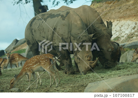 シロサイ 107100817