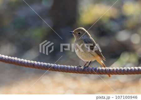 愛らしい仕草の冬鳥 ジョウビタキの雌 107100946