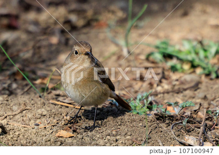 愛らしい仕草の冬鳥 ジョウビタキの雌 愛らしい仕草の冬鳥 ジョウビタキの雌 107100947