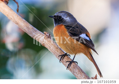 愛らしい仕草の冬鳥 ジョウビタキ 107101059