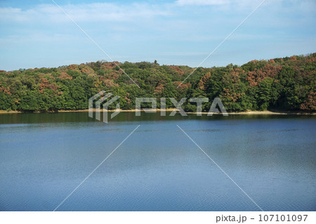 夏の狭山丘陵内の狭山湖堰堤から見るナラ枯れで茶色くなる樹木 107101097