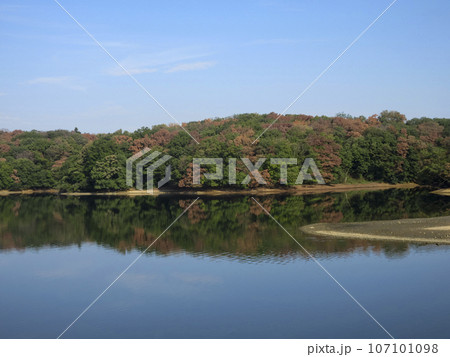夏の狭山丘陵内の狭山湖堰堤から見るナラ枯れで茶色くなる樹木 107101098