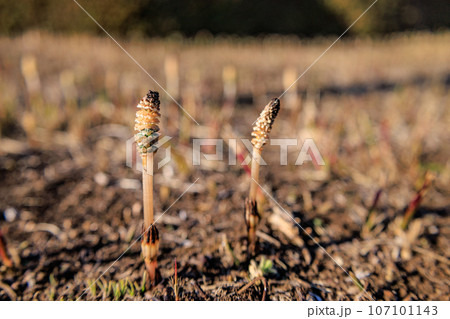 春の代名詞スギナの子のツクシ 春の代名詞スギナの子のツクシ 107101143