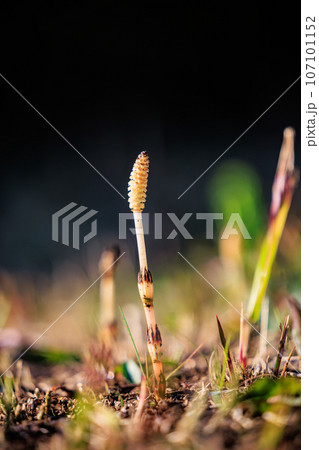 春の代名詞スギナの子のツクシ 春の代名詞スギナの子のツクシ 107101152