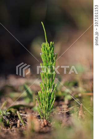 春の代名詞スギナの子のツクシ 春の代名詞スギナの子のツクシ 107101153