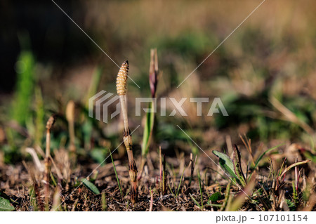 春の代名詞スギナの子のツクシ 107101154