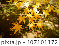 紅葉したモミジ 107101172