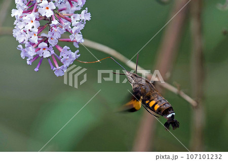 ハチドリのようにホバリングして空中にとどまり花の蜜を吸っている ハチドリのようにホバリングして空中にとどまり花の蜜を吸っている 107101232
