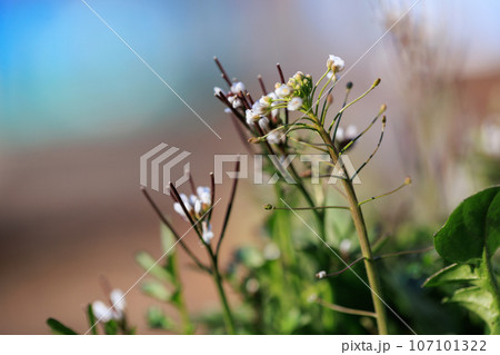 食べられる道端の白い花ミチタネツケバナ 107101322