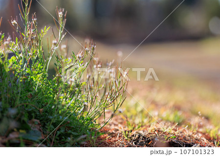 食べられる道端の白い花ミチタネツケバナ 食べられる道端の白い花ミチタネツケバナ 107101323