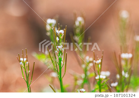食べられる道端の白い花ミチタネツケバナ 107101324
