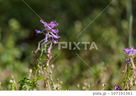独特な筒状の紫色の花を咲かせるムラサキケマン 独特な筒状の紫色の花を咲かせるムラサキケマン 107101361