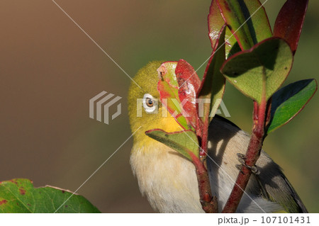 ウグイスと間違われる緑色の綺麗な体と白い眼鏡が特徴の鳥メジロ 107101431