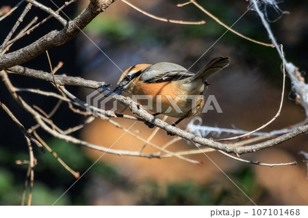 はやにえで有名なモズ 107101468