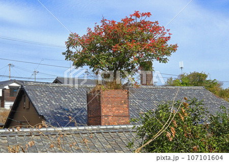 常滑市 常滑やきもの散歩道 常滑市 常滑やきもの散歩道 107101604