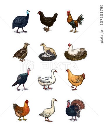 Domestic Chicken bird. Turkey, guinea fowl, goose, duck, quail. Hand drawn. Engraved Farm animal 107101799