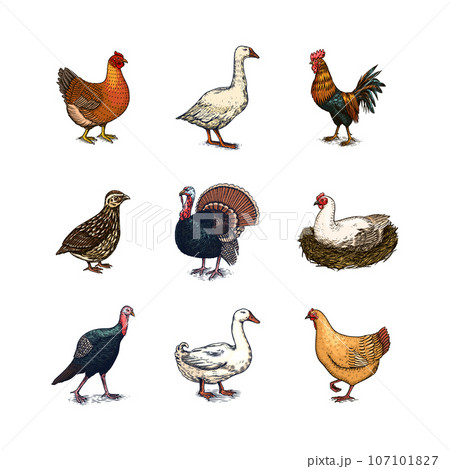 Domestic Chicken bird. Turkey, guinea fowl, goose, duck, quail. Hand drawn. Engraved Farm animal Domestic Chicken bird. Turkey, guinea fowl, goose, duck, quail. Hand drawn. Engraved Farm animal 107101827