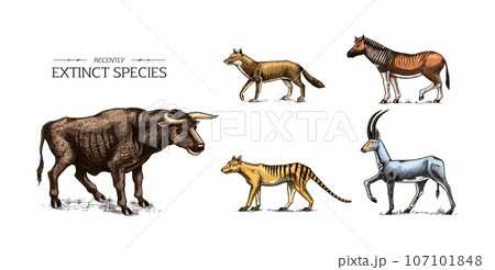 Extinct species. Wild mammal animals and birds. Tasmanian wolf, Quagga. Aurochs. Blue antelope Extinct species. Wild mammal animals and birds. Tasmanian wolf, Quagga. Aurochs. Blue antelope 107101848
