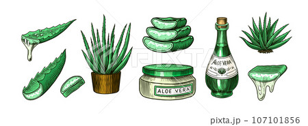 Aloe vera set. Sketch of Plant and bunch and leaves. Ingredient for herbal medicine or cosmetics 107101856
