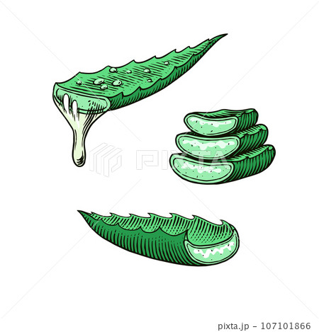 Aloe vera set. Sketch of Plant and bunch and leaves. Ingredient for herbal medicine or cosmetics 107101866