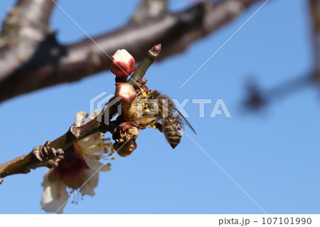 梅の花で蜜を集めるニホンミツバチ 梅の花で蜜を集めるニホンミツバチ 107101990
