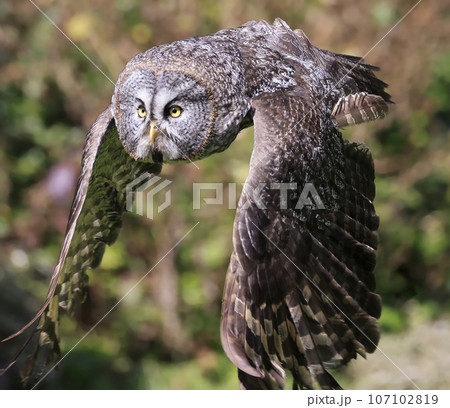Great Grey Owl flying in the forest, Quebec, Canada Great Grey Owl flying in the forest, Quebec, Canada 107102819