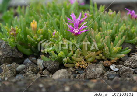 初夏の庭先で咲いたマツバギク 107103101