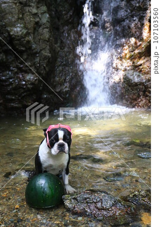 毛呂山町の獅子ヶ滝に冷やしたスイカを見張るゴーグルを付けたボストンテリアのマイティ君♡ 107103560